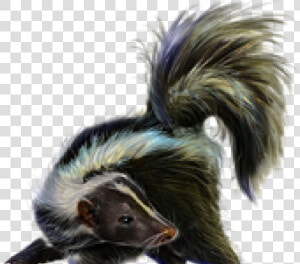 Skunk Png Transparent Images   Striped Skunk  Png Download
