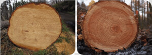 Stump Posining  HD Png Download