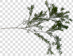 Pond Pine  HD Png Download