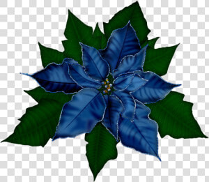 Transparent Christmas Flowers Clipart   Transparent Background Poinsettia Clipart Png  Png Download