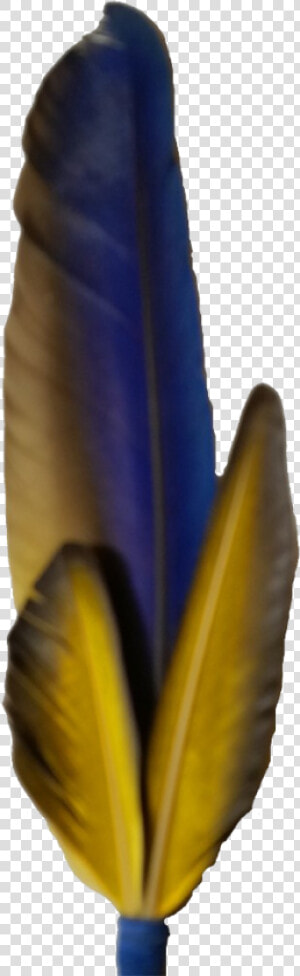 Macaw Feather Png Photo   Feather  Transparent Png