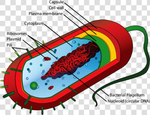 Bacteria Cell Structure  HD Png Download