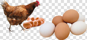 Transparent Poultry Png   Chicken Png  Png Download