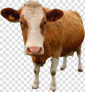 Cow Png Free Download   Hewan Yang Tidak Mengalami Metamorfosis  Transparent Png