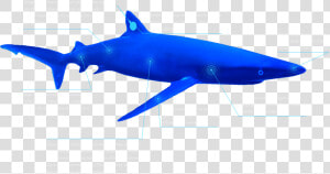 The Global Shark Movement Project   Great White Shark  HD Png Download