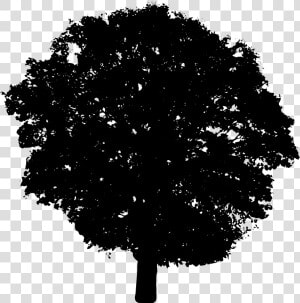 Silhouette Vector Image Of A Layered Tree Top   Bush Silhouette Transparent Background  HD Png Download