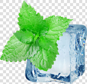 Peppermint Png Hd Images   Ice Mint  Transparent Png