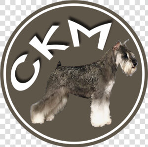 Standard Schnauzer  HD Png Download