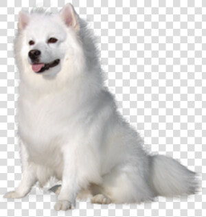  beautiful  white  fluffy  puppy  dog  cute  animal   American Eskimo Dog White Background  HD Png Download