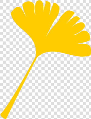 Ginkgo Biloba Autumn Leaf Color Computer Icons Maple   Yellow Ginkgo Leaf Clipart  HD Png Download