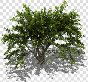 Preview   Trees Isometric View Png  Transparent Png