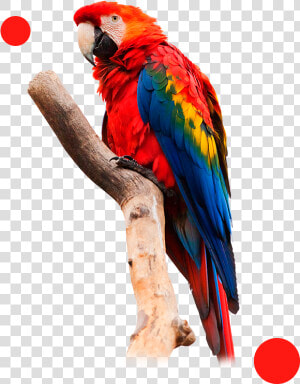 Guacamaya Xerox Impresoras Monterrey   Macaw Transparent  HD Png Download