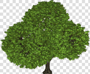 Black Walnut Tree Utah  HD Png Download