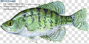 White Crappie  HD Png Download