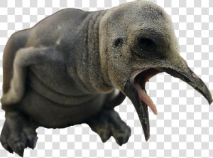 Ever Cutest Animals  HD Png Download