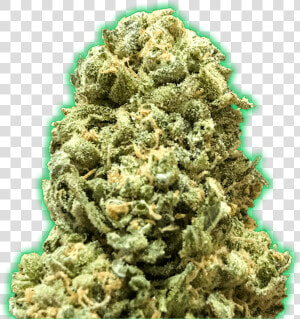 Monster Girl Scout Cookies Feminised Seeds   Title   Rock  HD Png Download
