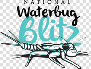 Waterbug Blitz  HD Png Download