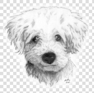 Graphic Transparent Drawing Charcoal Dog Draw A Curly   Curly Hair Dog Drawing  HD Png Download