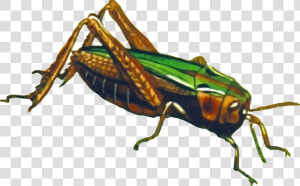 Locust   Png File Grasshopper Png  Transparent Png