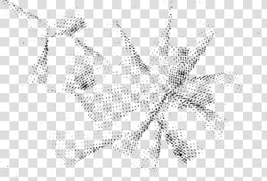 Spider Web Texture Png   Spider Webs Texture Transparent  Png Download