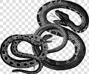 Animals  Reptiles  Snakes  Vintage   Snakes Vintage  HD Png Download