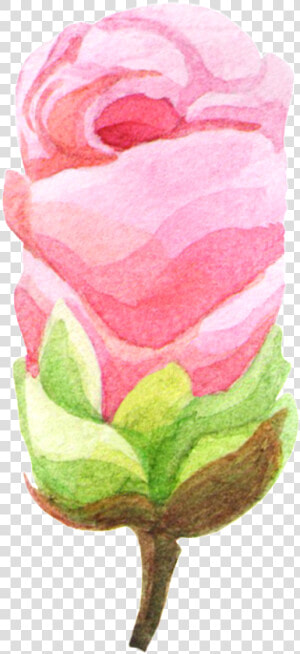 Hand painted Rose Like Ice Cream Png Transparent Material   Garden Roses  Png Download