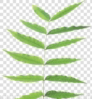 Green leaves   Stem And Leaf Plant  HD Png Download
