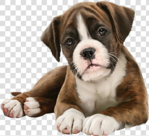 Puppy Lover  HD Png Download