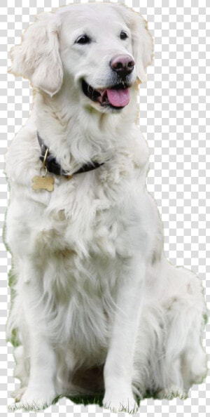 Dog Sitting Transparent Background   Slovak Cuvac  HD Png Download