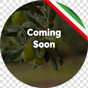 Transparent Olive Tree Png   Bigger An Better Things  Png Download
