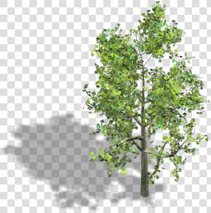 Preview   Isometric 3d Tree Png  Transparent Png