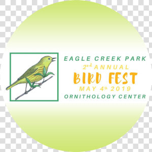 Parakeet Png  Transparent Png