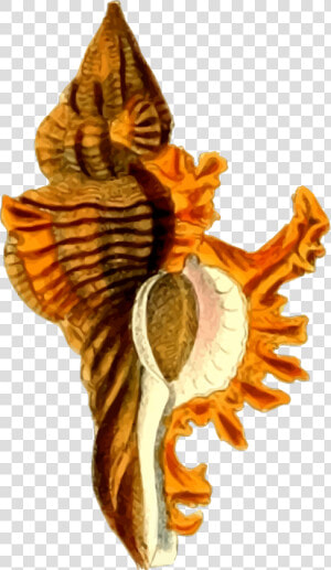 Sea Shell 29 Clip Arts   Png Image Sea Shells Hd  Transparent Png