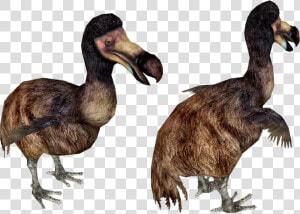 Dodo Running  HD Png Download