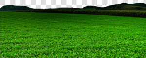 Sea Grass Clipart Png Format   Field  Transparent Png