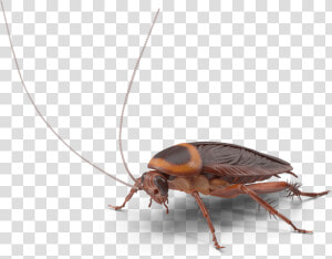 Longhorn Beetle  HD Png Download