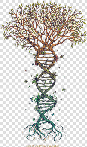 ¿qué Es Nayana Yoga   Tree With Dna Roots  HD Png Download