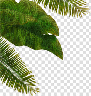  palmtree  palm  leaves  fantasy  nature  green   Nature Fantasy Png  Transparent Png