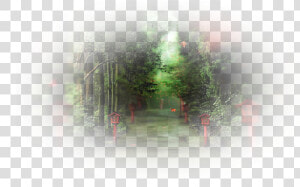 Spruce  HD Png Download