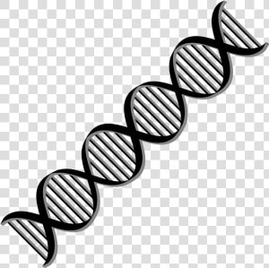 Transparent Black And White Dna Clipart   Clipart Dna Double Helix  HD Png Download