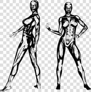 Muscular Women   Muscle Female Silhouette  HD Png Download
