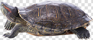 Turtle Png   Turtle  Transparent Png