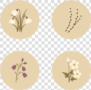 Adobe Illustrator  HD Png Download