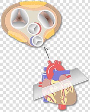 4 Heart Valves Cartoon View  HD Png Download