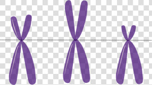 Chromosomes  Genetics  Metacentric  Purple  Science    Telomeres Clipart  HD Png Download