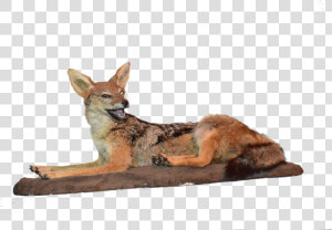 Jackal Png  Transparent Png