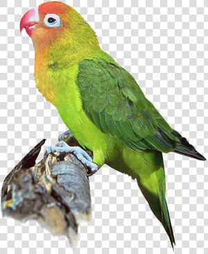 Parakeet  HD Png Download