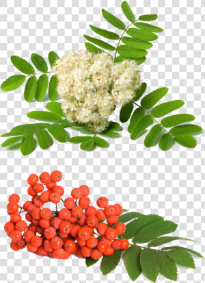 Rowan Berries And Flowers  HD Png Download