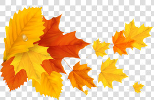Yellow Orange Fall Leafs Png Clipart Picture   Yellow Maple Leaf Png  Transparent Png