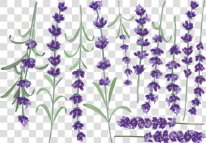 Fernleaf Lavender  HD Png Download